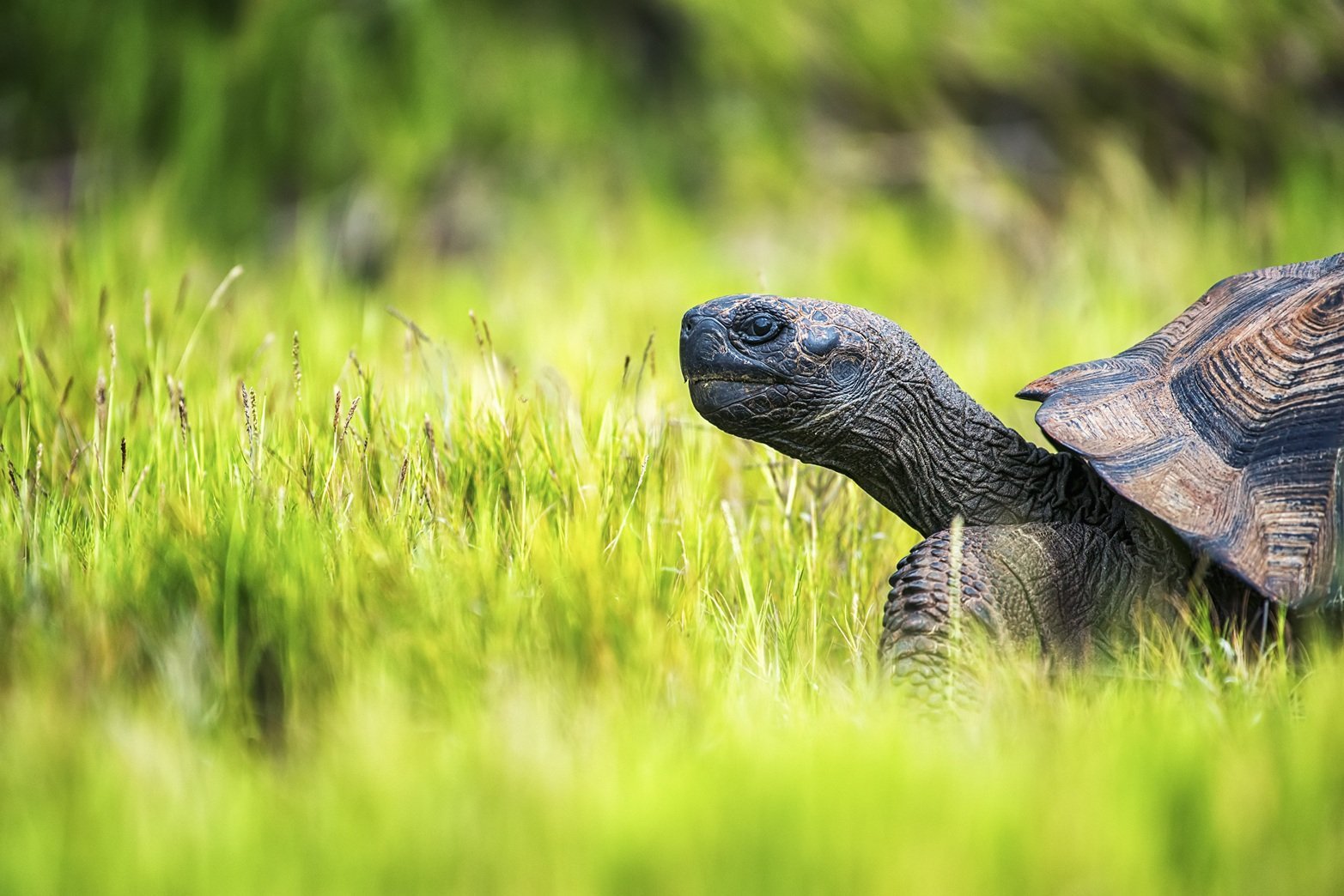 a-galapagos-tortoise-walking-through-grass-side-v-2026-01-09-11-37-25-utc