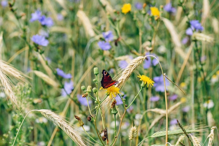 butterfly-on-yellow-flower-in-a-meadow-2026-01-08-08-23-34-utc