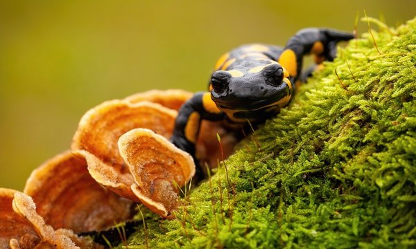 When Living Systems Begin to Unravel