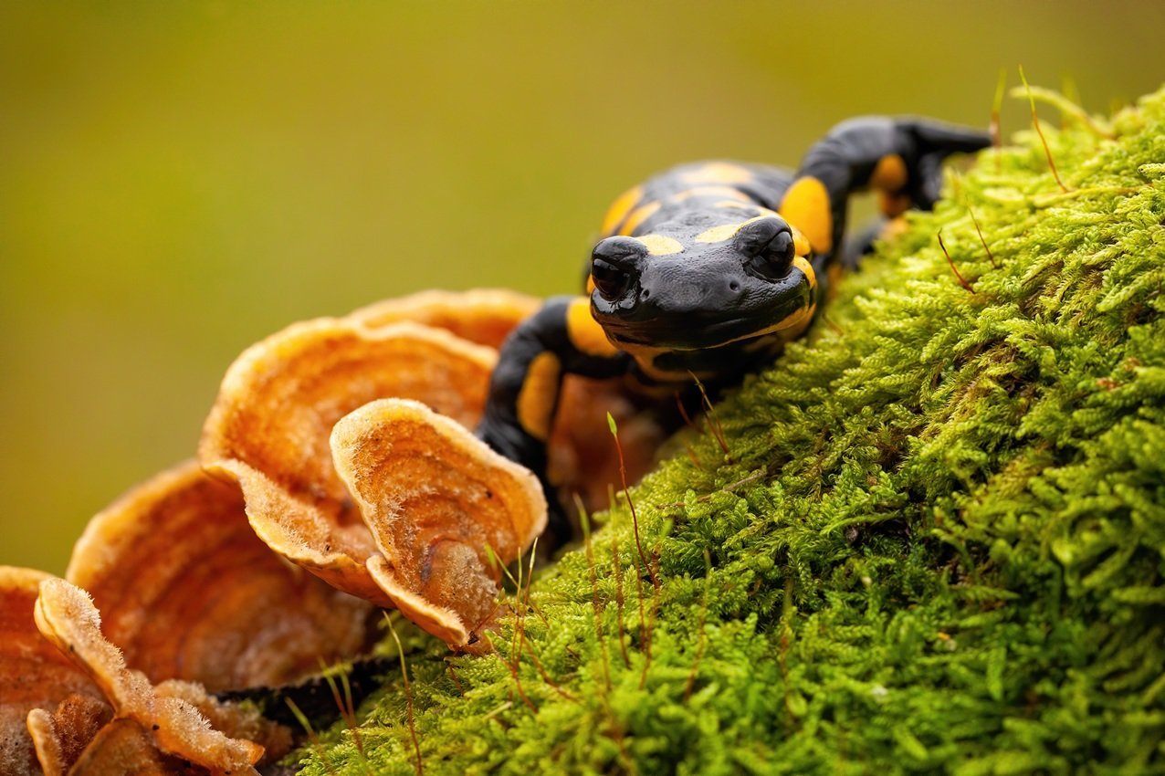 When Living Systems Begin to Unravel