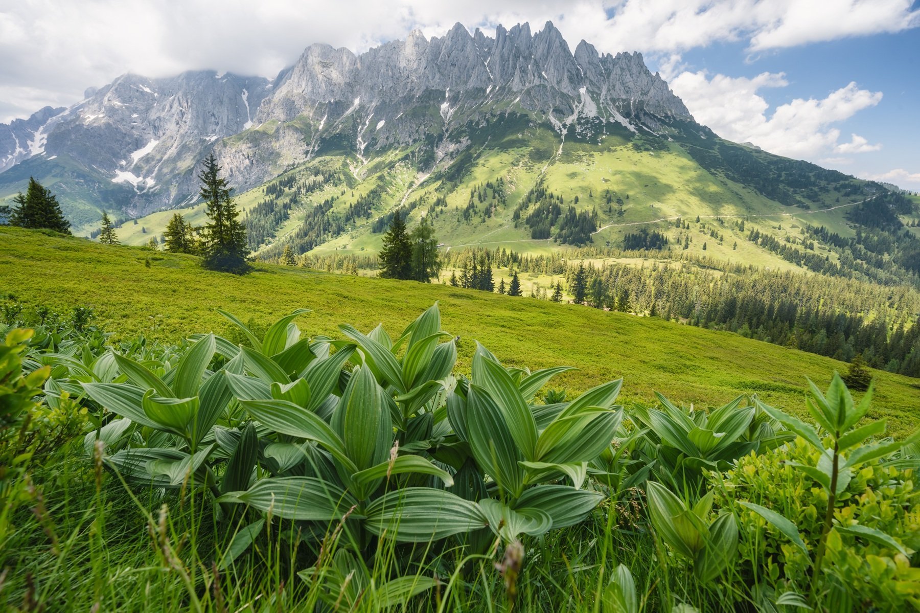 forest-scene-with-fir-treese-alps-mountains-in-bac-2026-03-09-08-58-16-utc