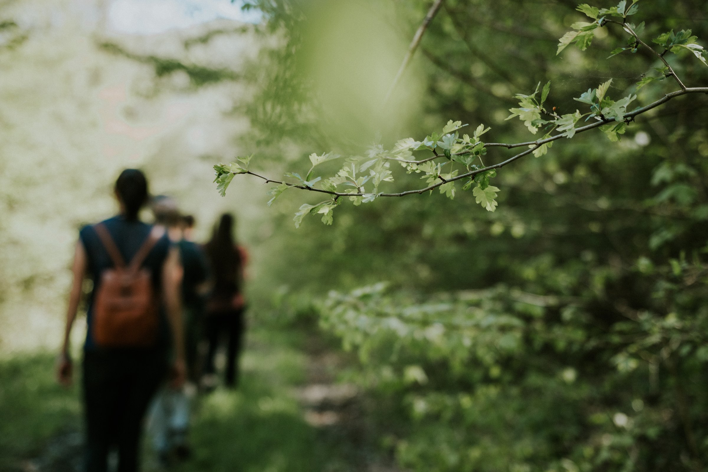 friends-hiking-in-the-forest-near-a-mountain-2026-03-16-04-28-58-utc