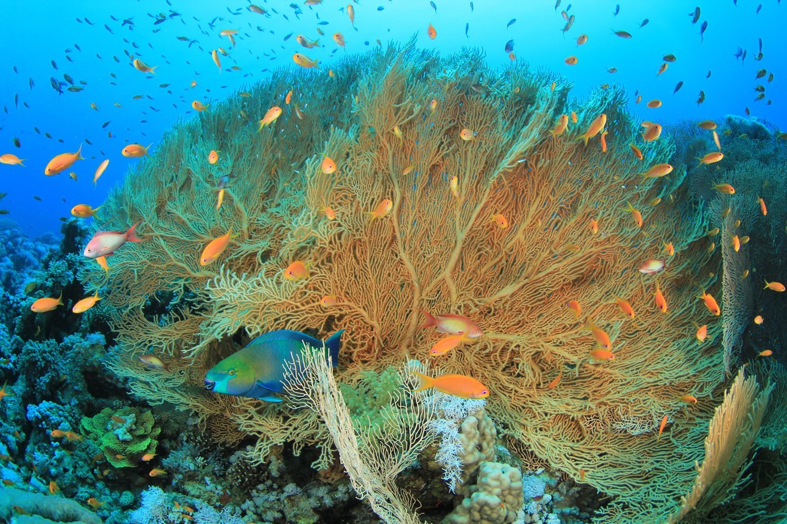 giant-sea-fan-coral-annella-mollis-2026-03-26-03-00-06-utc