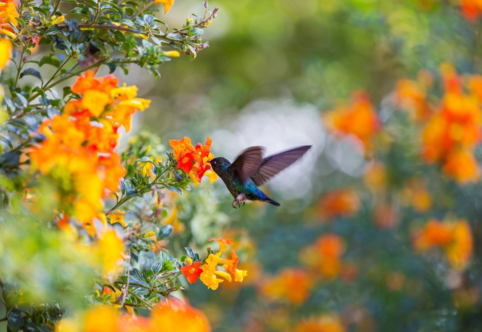 hummingbird-feeding-on-bright-orange-tropical-flow-2026-03-16-22-37-26-utc